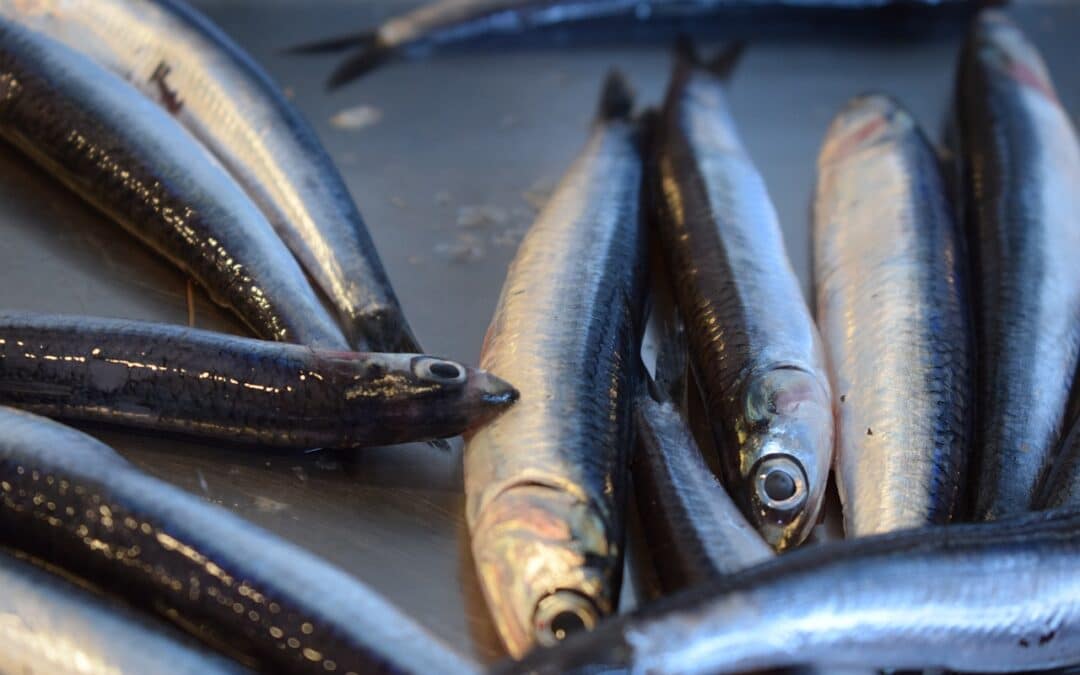 Anchovies from Santoña: a treasure of the Cantabrian Sea